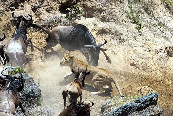 2-Day Masai Mara Safari Packages from Nairobi 